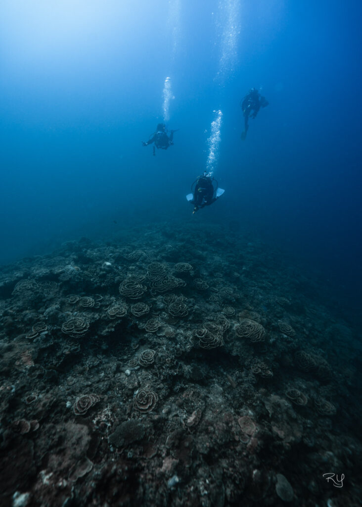 Okinawa diving in Cape Maeda