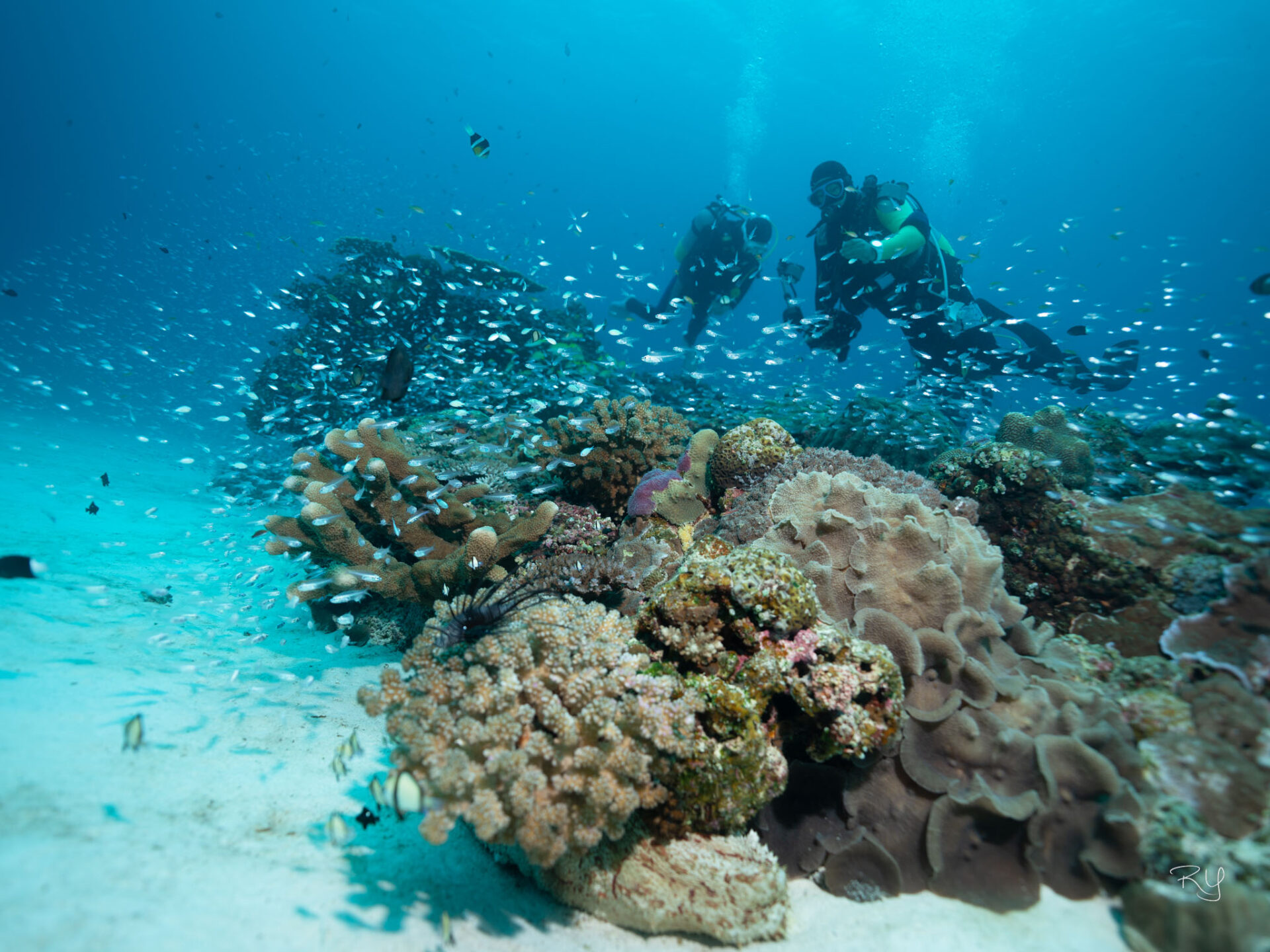 Okinawa diving in Ie island