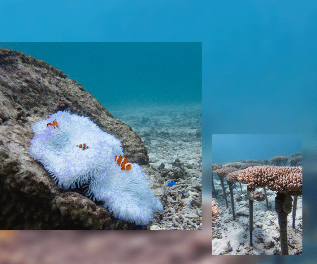 Okinawa diving in Cape Maeda