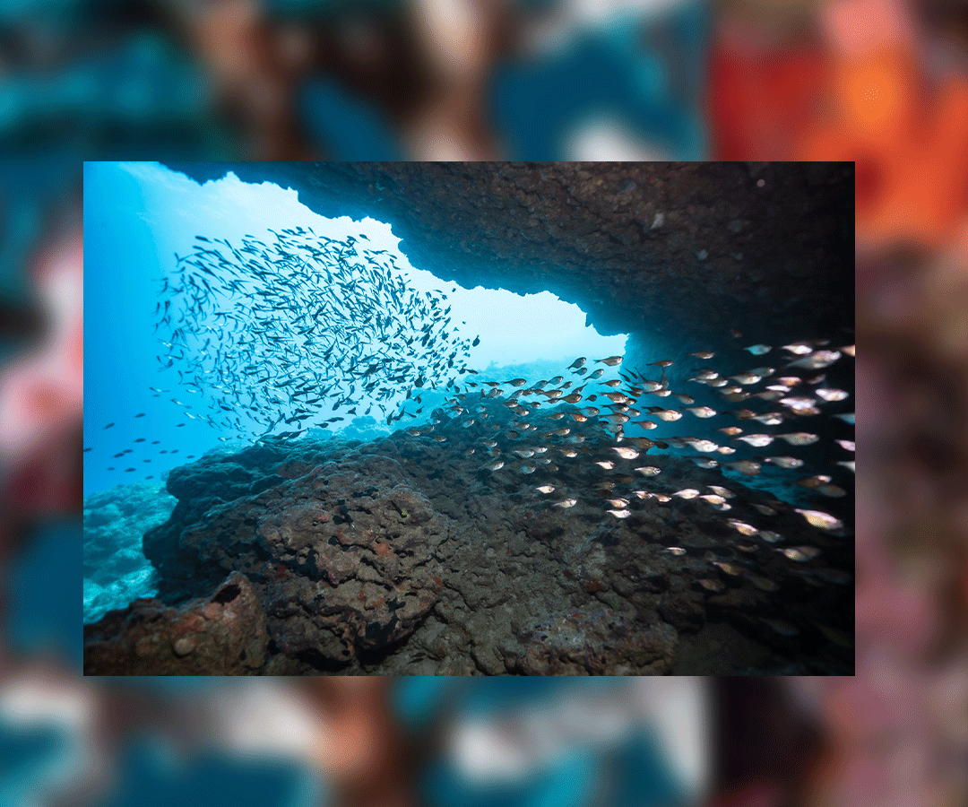 Okinawa scuba diving in Manza