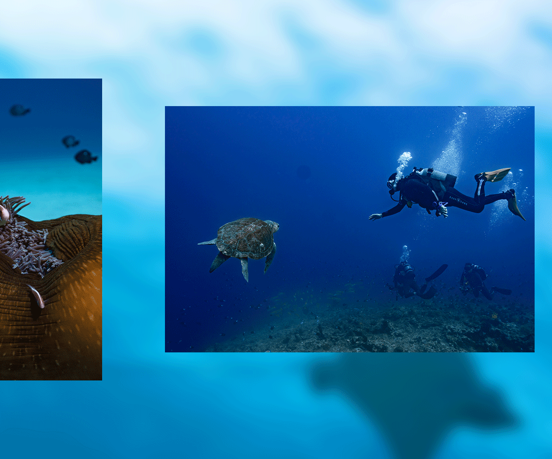 Okinawa scuba diving in Manza