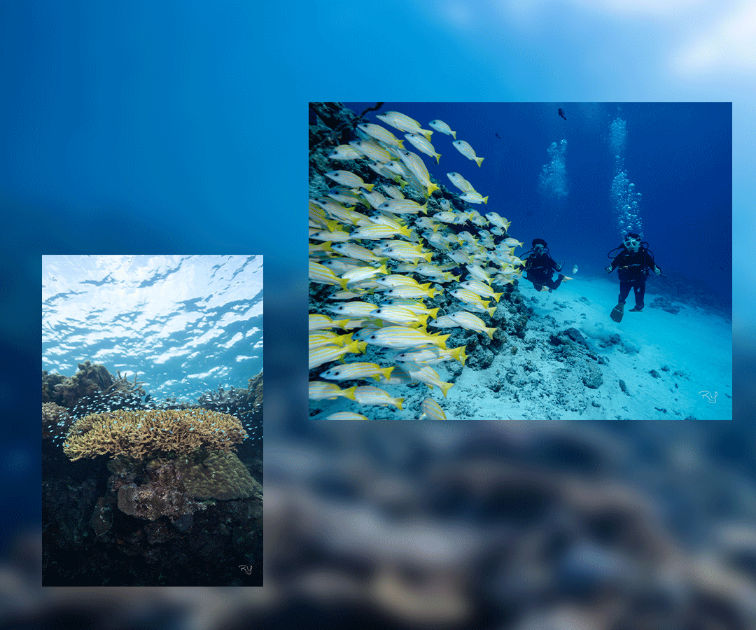 Okinawa scuba diving in Minna Island