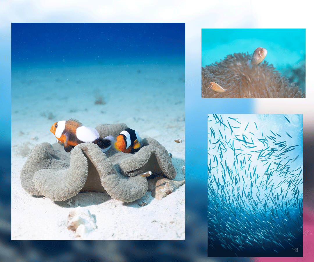 Okinawa scuba diving in Motobu