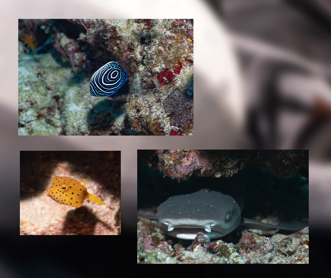 Okinawa scuba diving in Minna Island