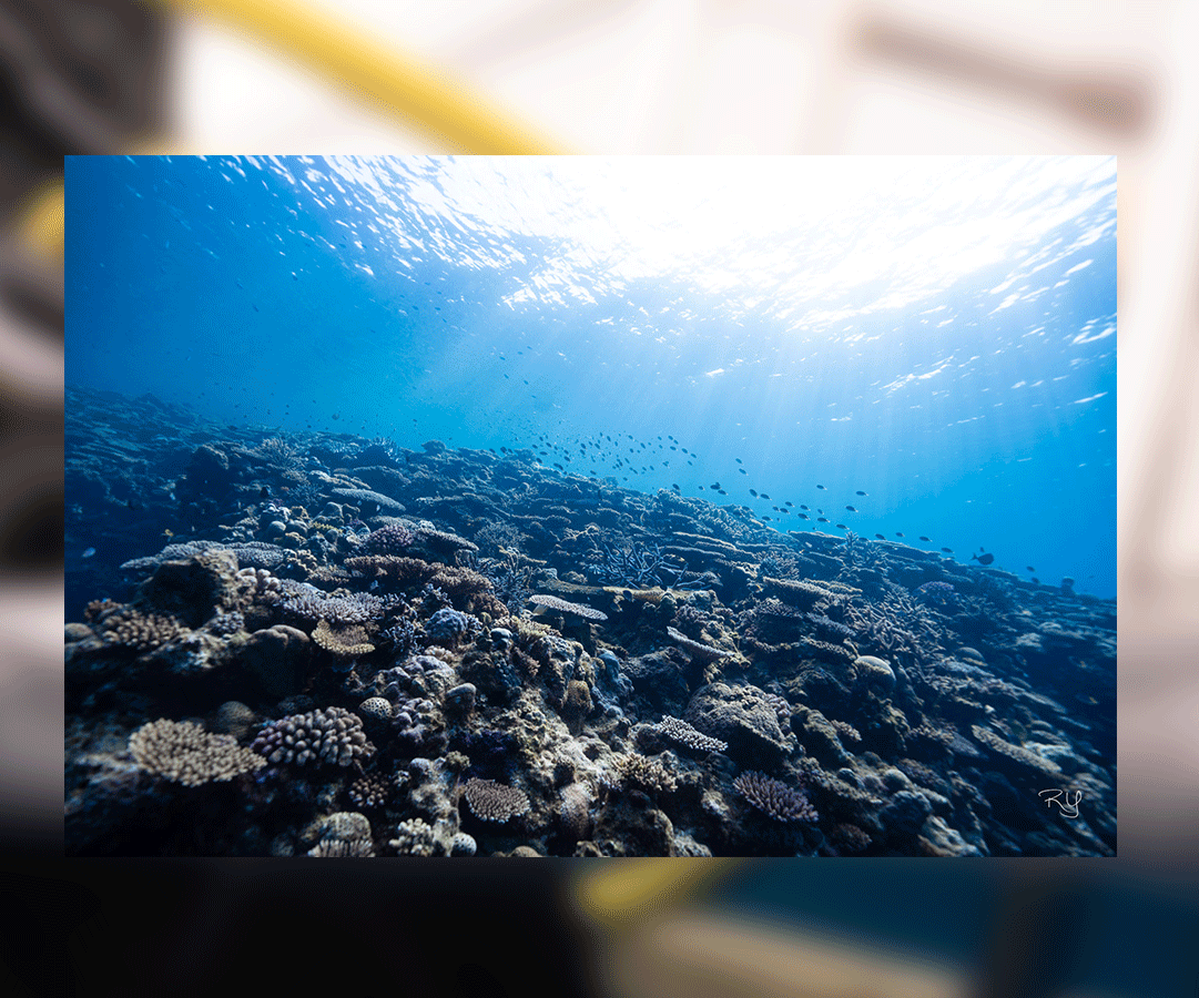 Okinawa scuba diving in Sesoko Island