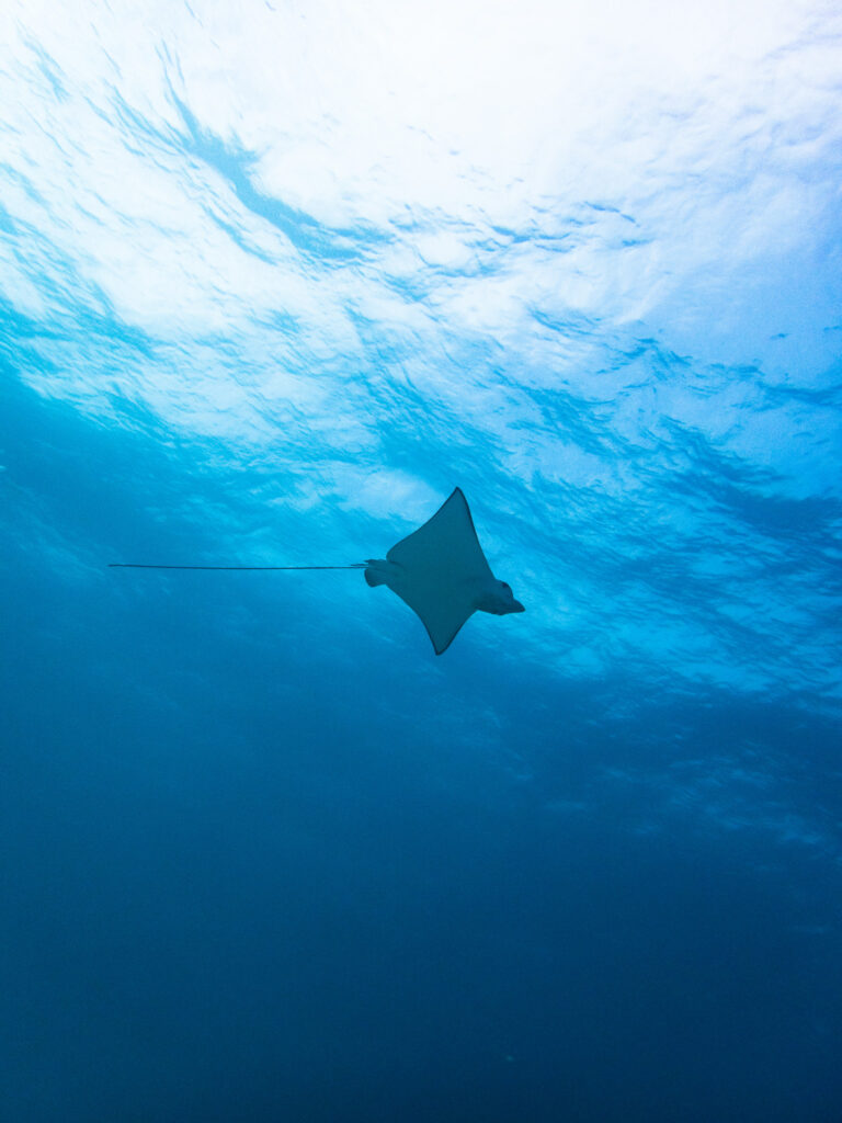 okinawa diving of manza nakayukui