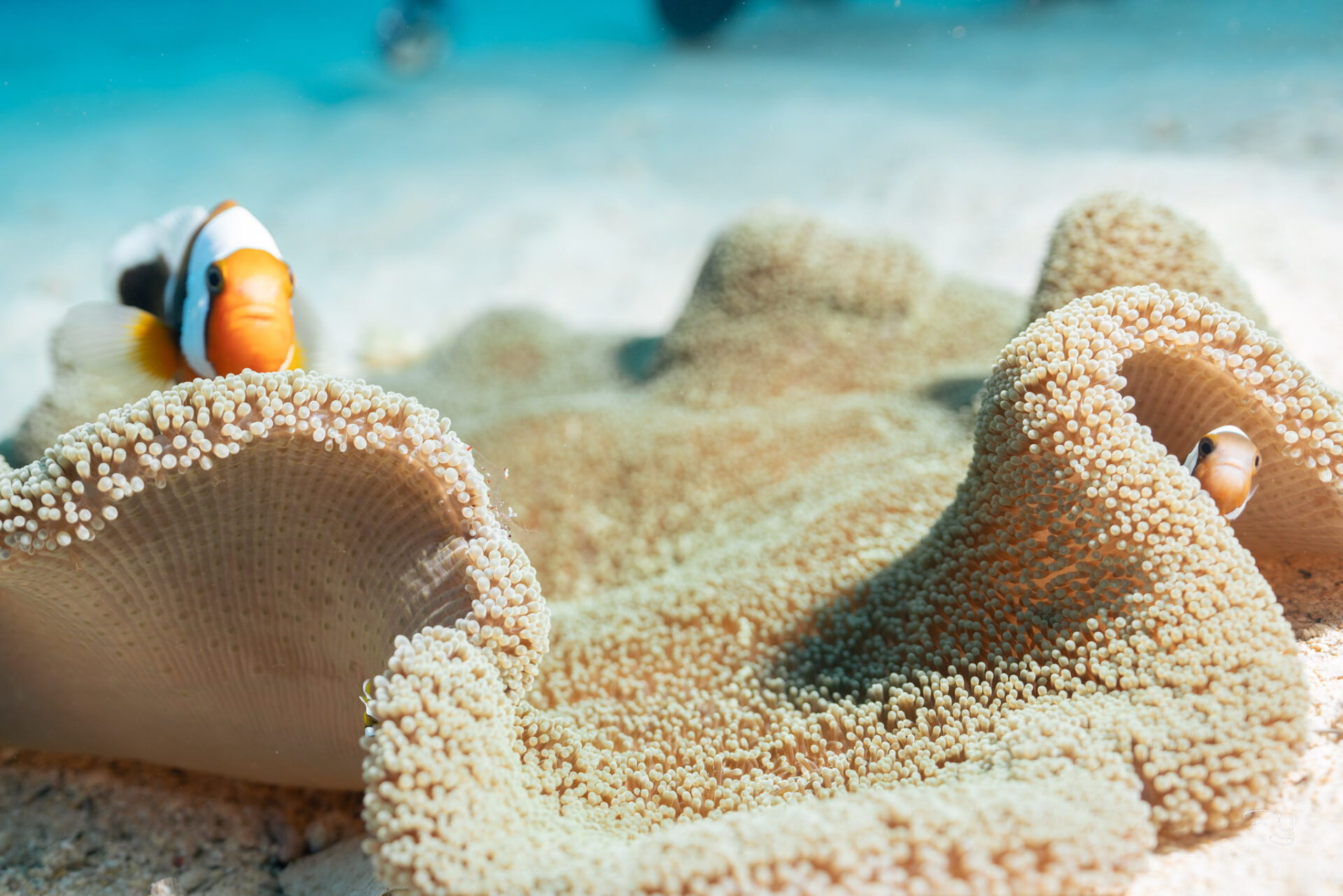 Okinawa scuba diving of Manza