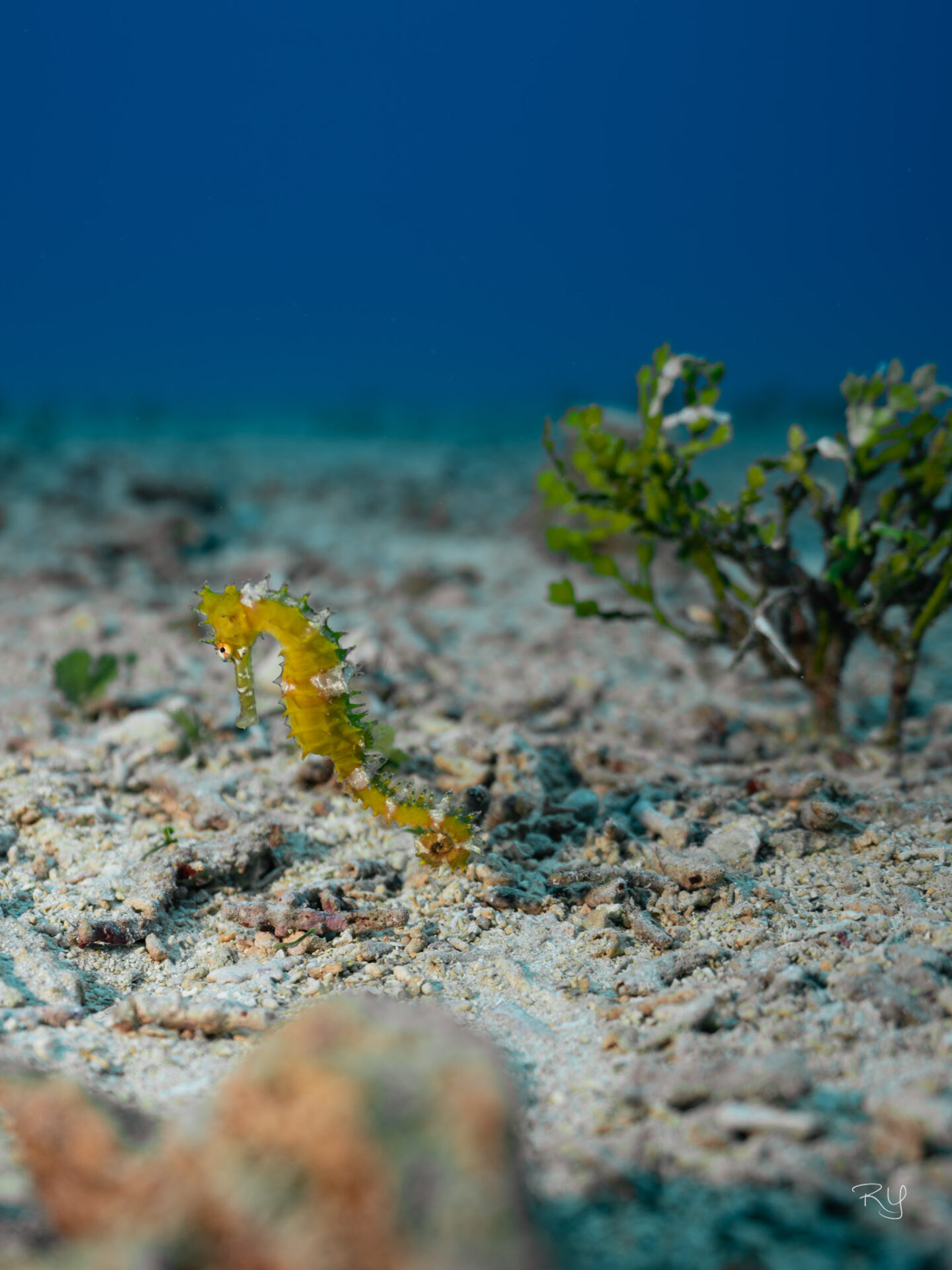 Okinawa scuba diving of Manza