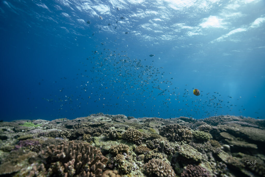 Okinawa scuba diving of Manza