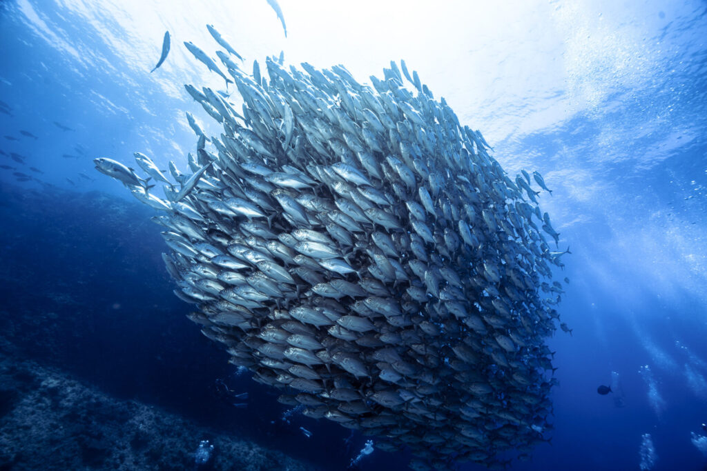 Aguni island diving in Okinawa