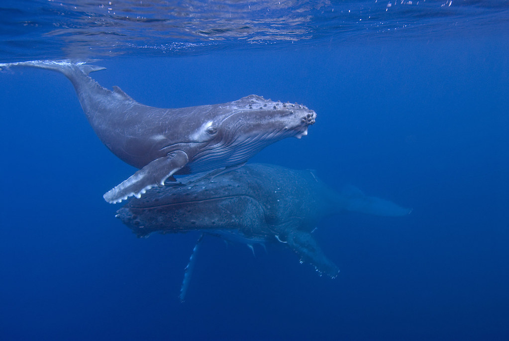 whale swim activity in Okinawa