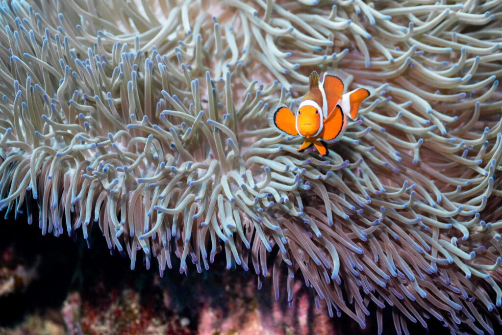 Clown anemonefish that can be observed in Okinawa