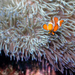 6 species of Anemonefish in Okinawa