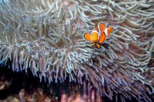6 species of Anemonefish in Okinawa