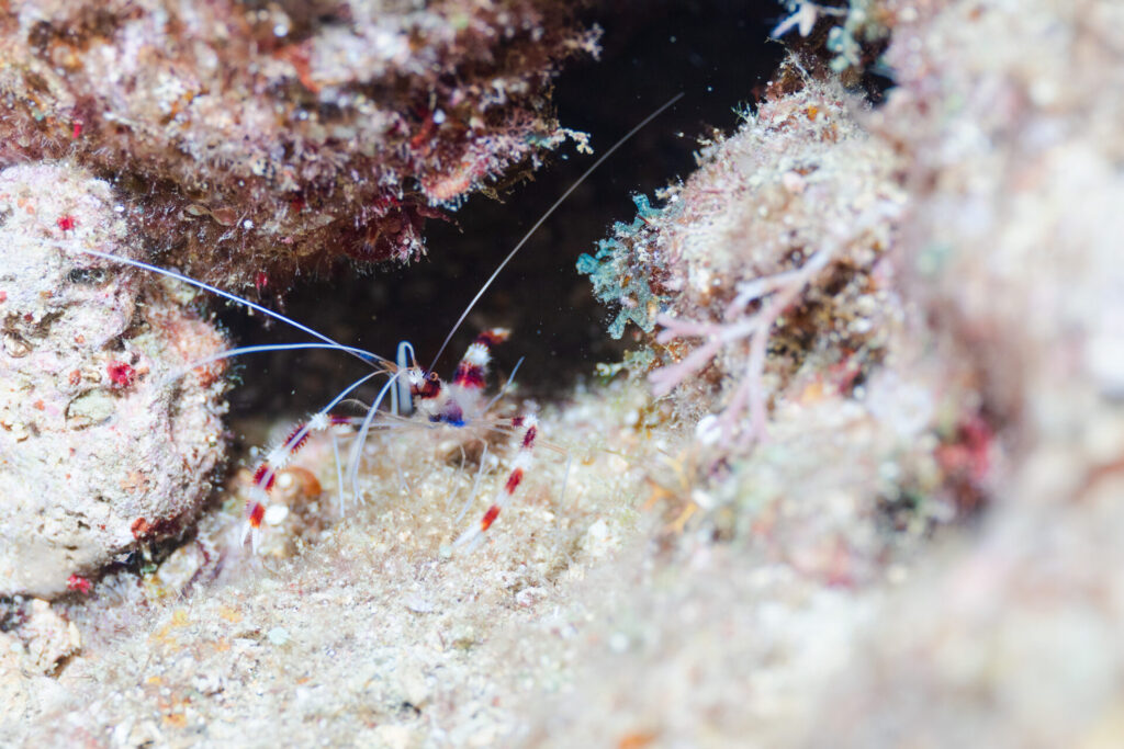 Banded coral shrimp in okinawa