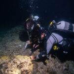 The underwater creatures that can be observed during night diving in Okinawa