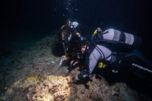 The underwater creatures that can be observed during night diving in Okinawa