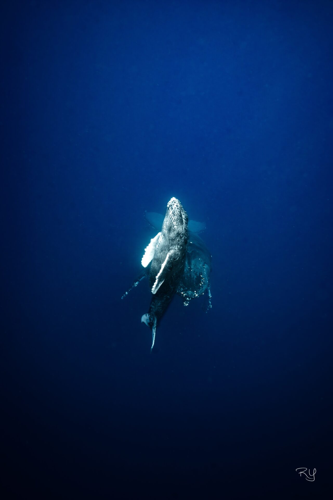 Humpback whale in Okinawa , February only