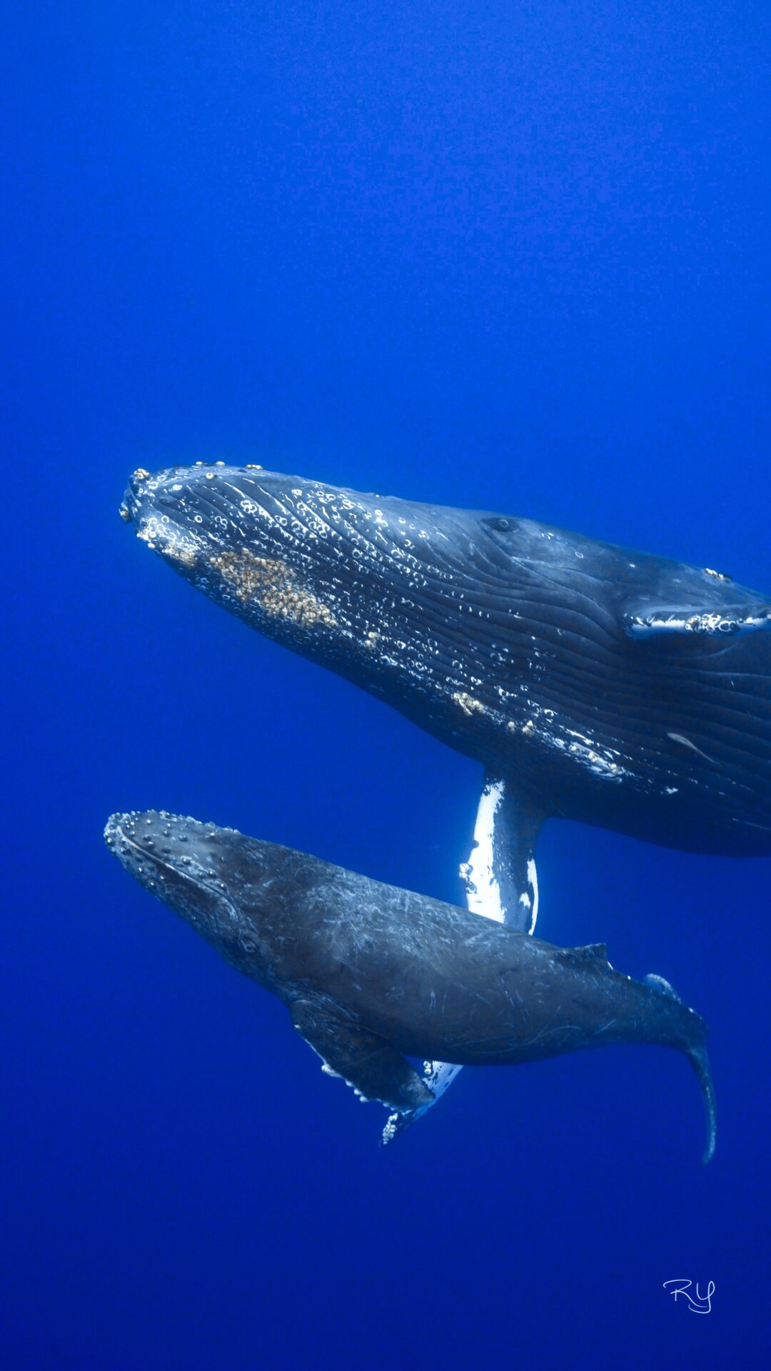 Humpback whale in Okinawa , February only