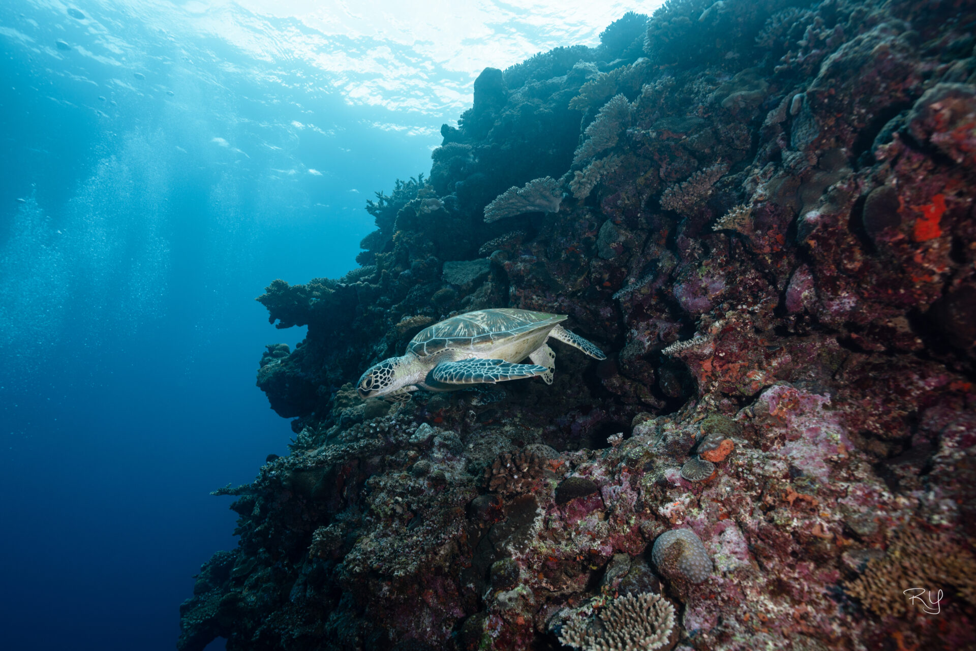 Turtle can be seen at Manza boat diving