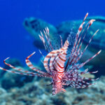 Manza is full of life