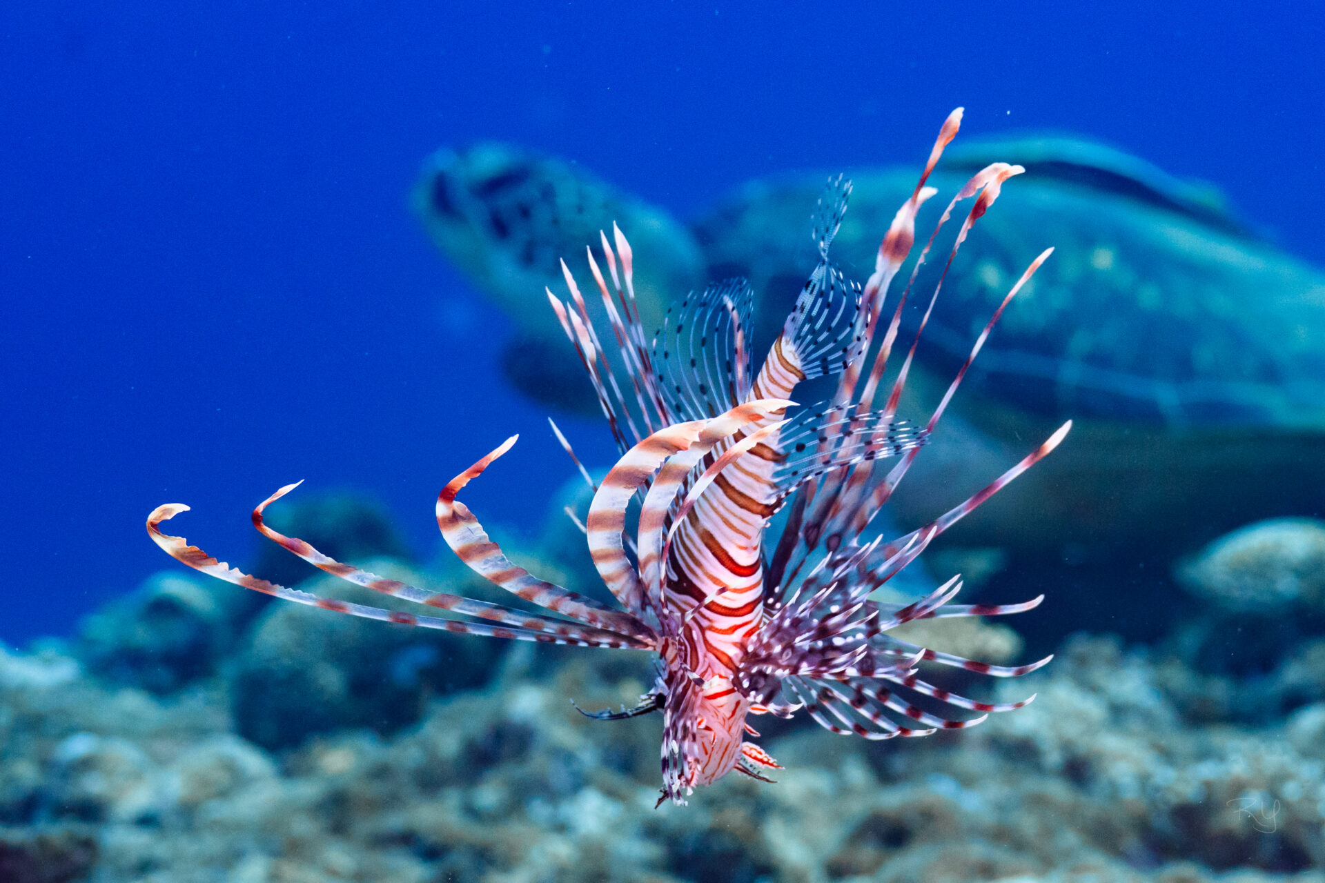 Manza is full of life | TEAL ORANGE DIVING ( TOD ) in Onna village